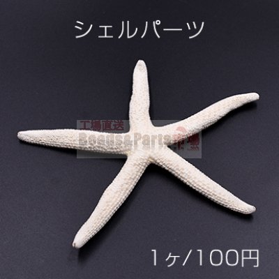 シェルパーツ ヒトデ 天然素材【1ヶ】