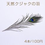 天然クジャクの羽【4本】