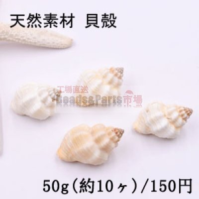 天然素材 巻貝の貝殻 ハンドメイド用【50g(約10ヶ)】