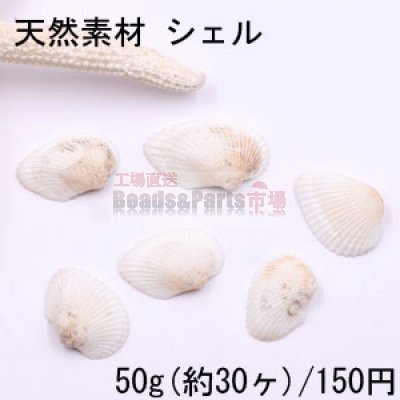 天然素材 シェル 穴あり ハンドメイド用【50g(約30ヶ)】